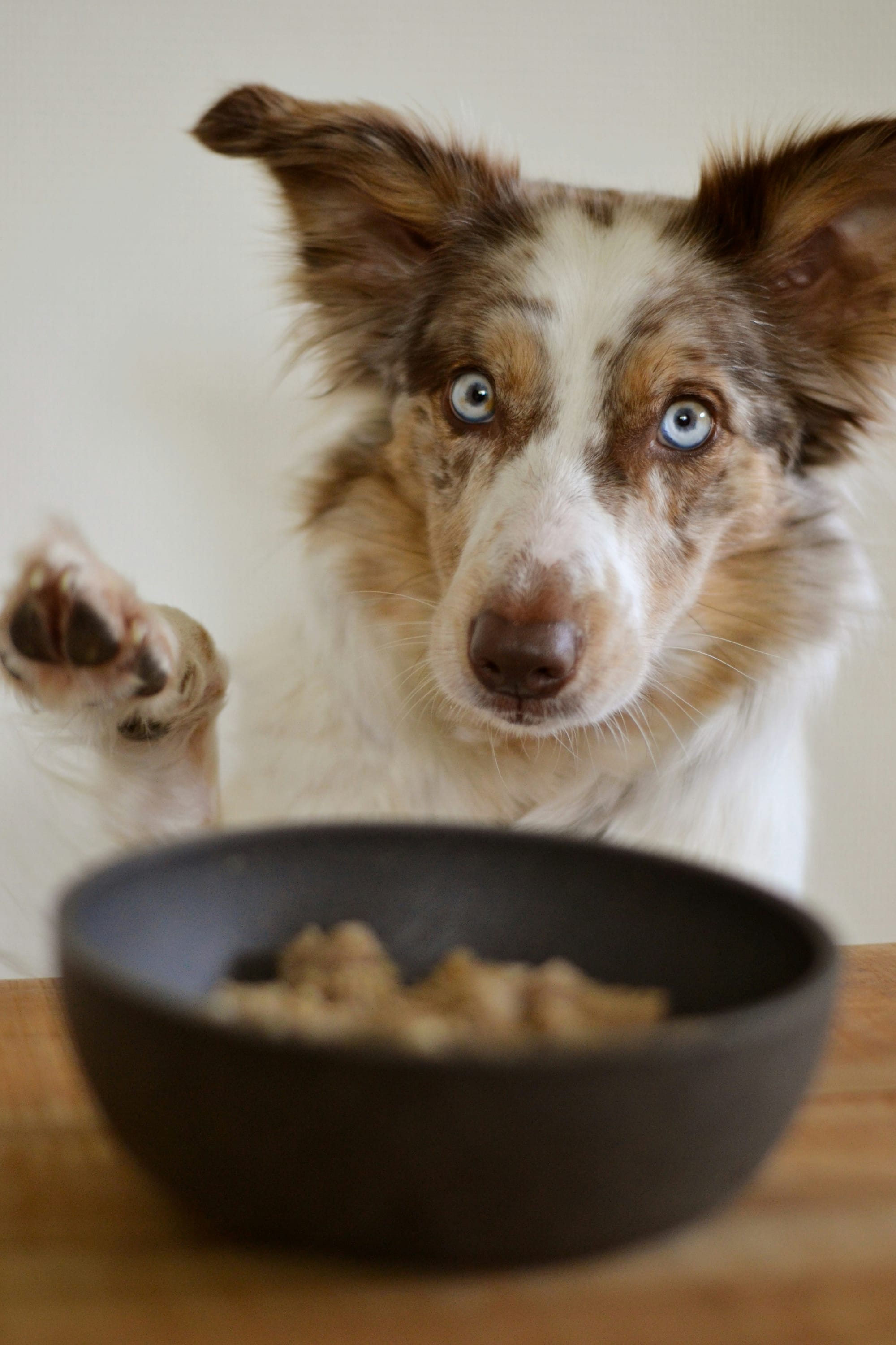 A photo of a Blue Buffalo Life Protection dog food ingredient label, pointing to multiple grain fillers like brown rice and barley listed immediately after the first meat ingredient